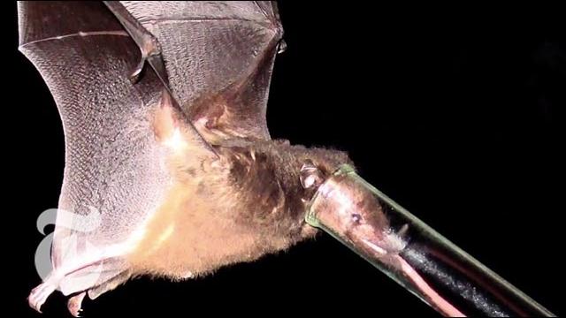 Tiny bat, long tongue - sciencetake Tiny bat, long tongue - sciencetake