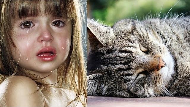 Самый грустный ролик на свете. ненужный кот. стих Самый грустный ролик на свете. ненужный кот. стих
