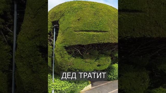 Мужик вырастил огромный кедр, который всем мешает Мужик вырастил огромный кедр, который всем мешает