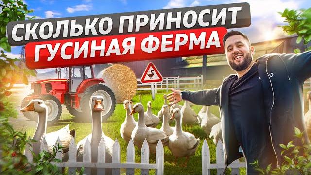 Бизнес в деревне. как выращивать гусей. гусиная ферма Бизнес в деревне. как выращивать гусей. гусиная ферма