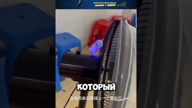Дешевый аналог ловушки для мух Дешевый аналог ловушки для мух
