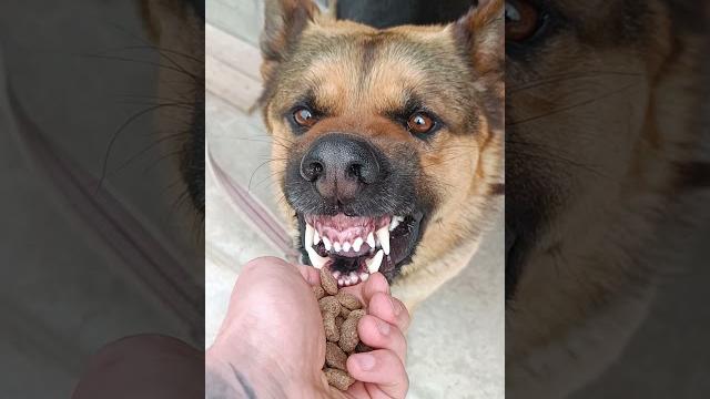 Köpeğe mama verirken benim haller #shorts Köpeğe mama verirken benim haller #shorts