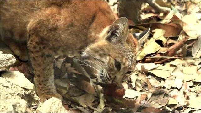 Conabio la riqueza natural de méxico Conabio la riqueza natural de méxico