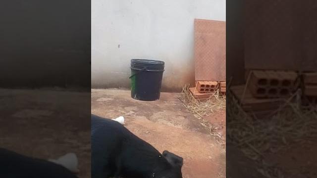 (goku) minha cachorra chupando , papai (goku) minha cachorra chupando , papai