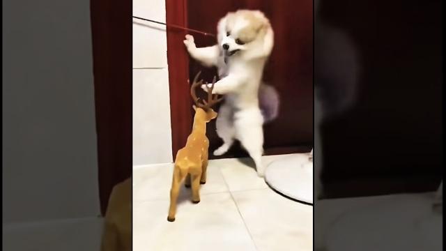 Смешные видео с собаками #собака #dog #dogs #dogshorts #funny #animals #cats #юмор #funnycats#keşfet Смешные видео с собаками #собака #dog #dogs #dogshorts #funny #animals #cats #юмор #funnycats#keşfet