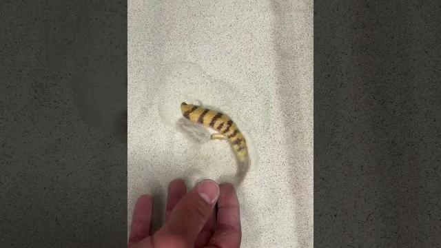 The disappearing sandfish skink! The disappearing sandfish skink!