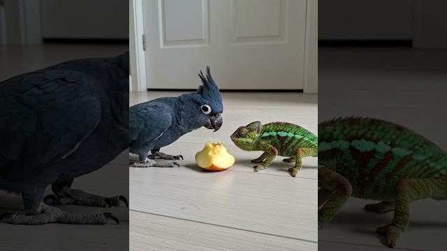 Chameleon snatches apple from cockatoo Chameleon snatches apple from cockatoo