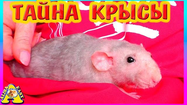 Тайна крысы плюши / спасение крысы / alisa easy pets Тайна крысы плюши / спасение крысы / alisa easy pets