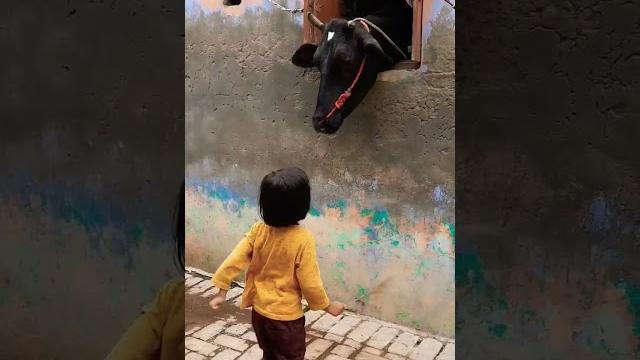 Cow videos#trending #viral Cow videos#trending #viral