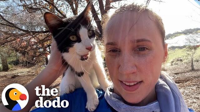 Random meowing cat jumps on jogging woman | the dodo Random meowing cat jumps on jogging woman | the dodo
