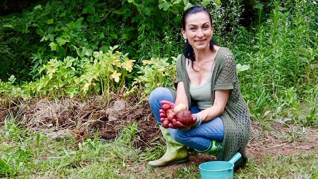 Первый урожай картошки | новый комплект для летней кухни | картофельная гинекология | эгине Первый урожай картошки | новый комплект для летней кухни | картофельная гинекология | эгине