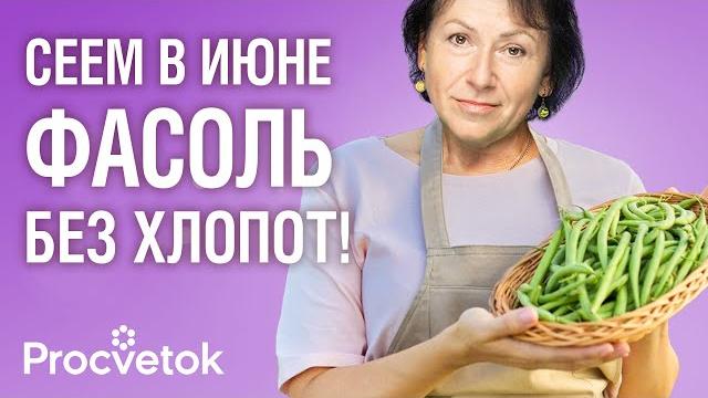 Смело сейте в июне! фасоль взойдет быстро и дружно и порадует хорошим урожаем, если посеете ее так Смело сейте в июне! фасоль взойдет быстро и дружно и порадует хорошим урожаем, если посеете ее так