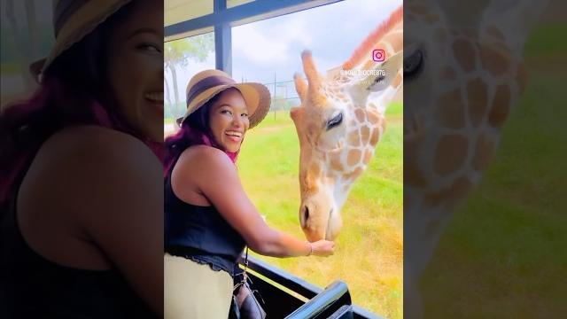 Childhood dream come true #wildlife #safaritour #texas #youtubeshorts #vacation2023 #summer Childhood dream come true #wildlife #safaritour #texas #youtubeshorts #vacation2023 #summer