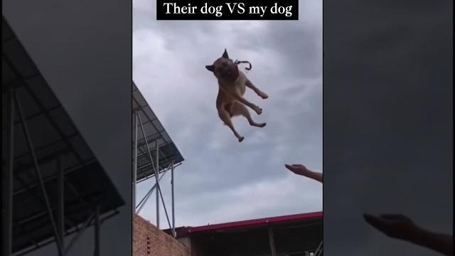 #dog #happydoglife #funny #happypuppy #happydog #puppy #funnydogs #puppielove #viralvideo #video #dog #happydoglife #funny #happypuppy #happydog #puppy #funnydogs #puppielove #viralvideo #video