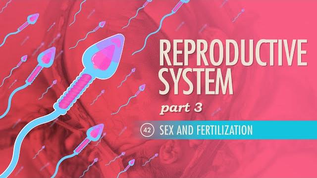 Reproductive system, part 3 - sex & fertilization: crash course anatomy & physiology #42 Reproductive system, part 3 - sex & fertilization: crash course anatomy & physiology #42