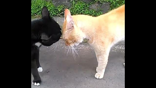 Suara kucing berantem #shorts #pecintakucing #cat #catlover #viral Suara kucing berantem #shorts #pecintakucing #cat #catlover #viral