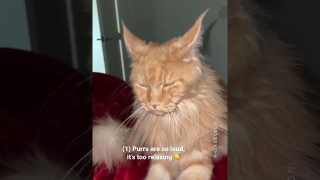 Why i regret getting maine coon cats the truth Why i regret getting maine coon cats the truth