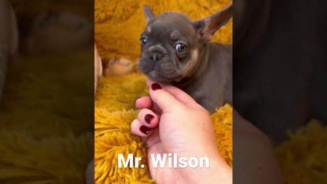 #mrwilson @marylandfrenchies on instagram #mrwilson @marylandfrenchies on instagram