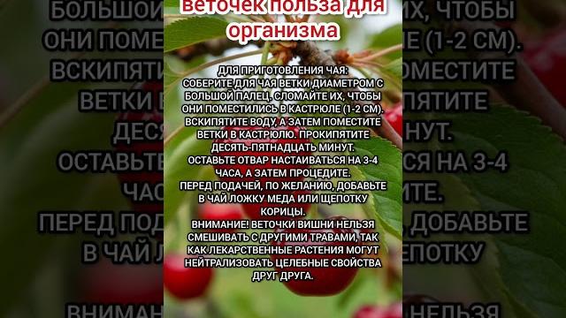 Чай из вишневых веточек #чай #вишневыеветочки Чай из вишневых веточек #чай #вишневыеветочки