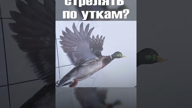 Самые распространенные ошибки охотника Самые распространенные ошибки охотника