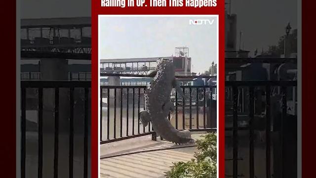 Crocodile uttar pradesh | 10-foot crocodile tries to climb railing in up. then this happens Crocodile uttar pradesh | 10-foot crocodile tries to climb railing in up. then this happens