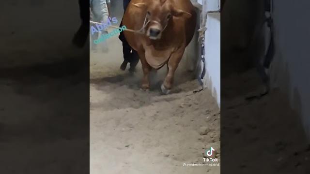Cow tik tok(1) Cow tik tok(1)