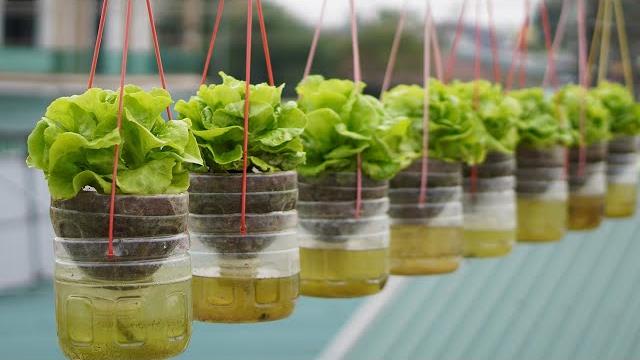 Hanging garden growing lettuce without watering, high productivity Hanging garden growing lettuce without watering, high productivity