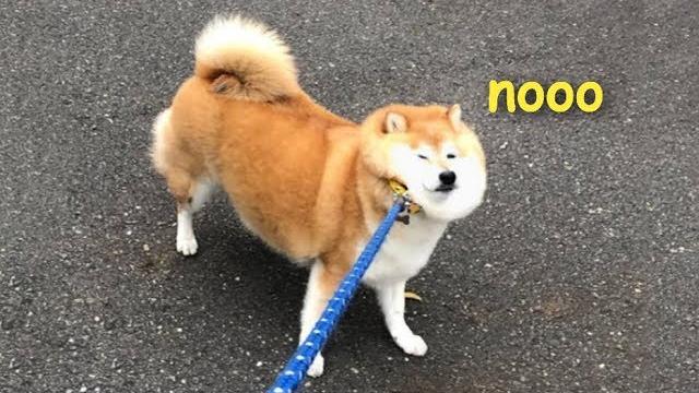 He not want walk He not want walk