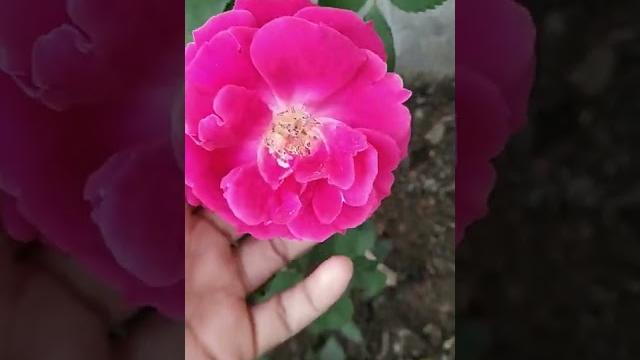 Desi red rose Desi red rose