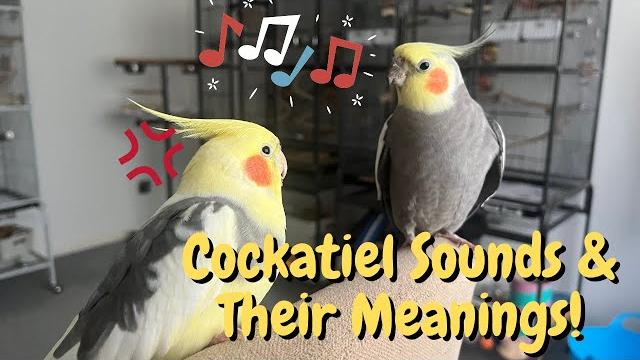 Cockatiel sounds and their meanings! | theparrotteacher Cockatiel sounds and their meanings! | theparrotteacher