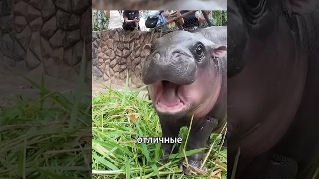 Самые смертельные хищники африки Самые смертельные хищники африки