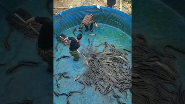 Fish farming pond with equipments Fish farming pond with equipments