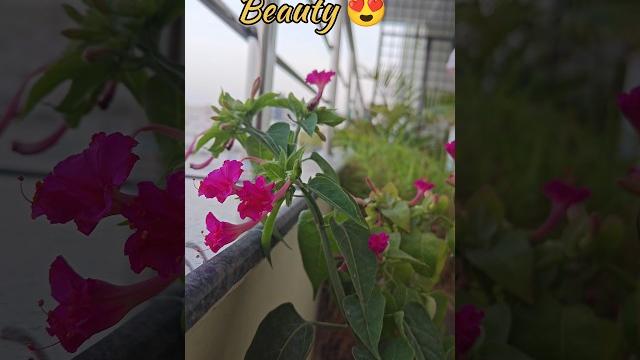 Plants in summer, my husband's evening routine, daily mini vlog #shorts #trending #short #viralvideo Plants in summer, my husband's evening routine, daily mini vlog #shorts #trending #short #viralvideo