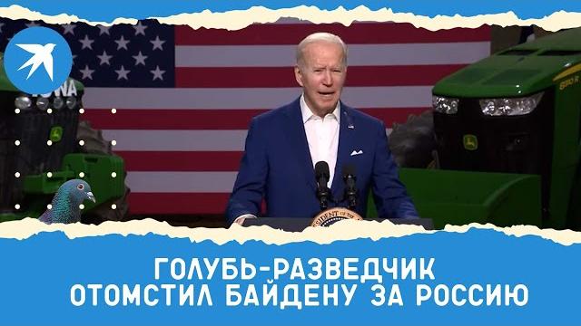 Голубь-разведчик отомстил байдену за россию Голубь-разведчик отомстил байдену за россию