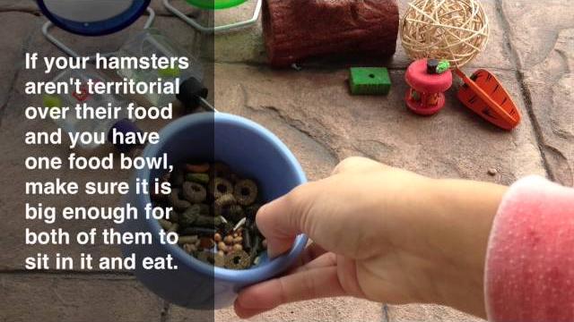 What you need for two dwarf hamsters What you need for two dwarf hamsters