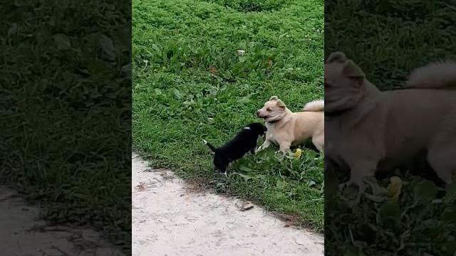 Yavru köpek abla kardeş buluşmaları Yavru köpek abla kardeş buluşmaları