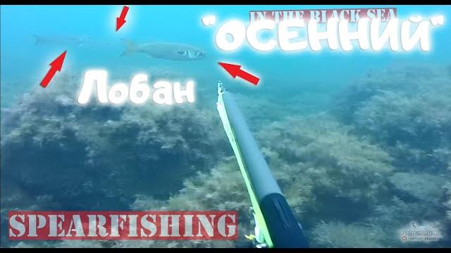 Осенний лобан 2020 охота на рыб! spearfishing Осенний лобан 2020 охота на рыб! spearfishing