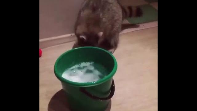 Продам енота, недорого Продам енота, недорого