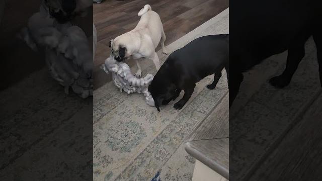 Bug the pug..don't mess with her... Bug the pug..don't mess with her...