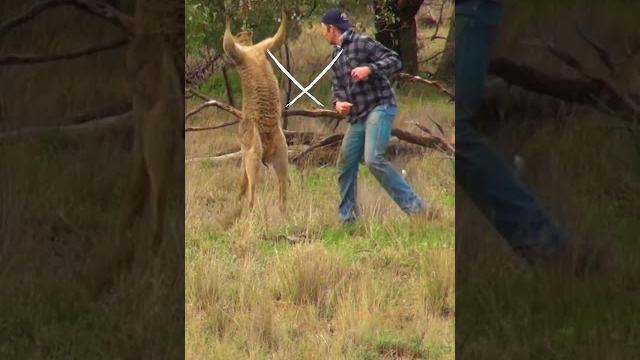 Man rescues dog from kangaroo Man rescues dog from kangaroo