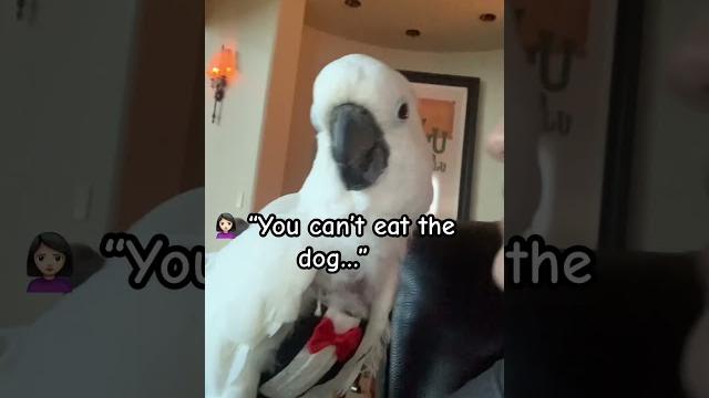 Telling my parrot she can’t eat the dog… #cockatoo #parrot #talkingparrot #funnyanimals #shorts Telling my parrot she can’t eat the dog… #cockatoo #parrot #talkingparrot #funnyanimals #shorts