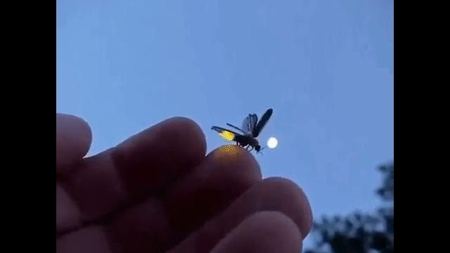 Ateş böceği, firefly Ateş böceği, firefly