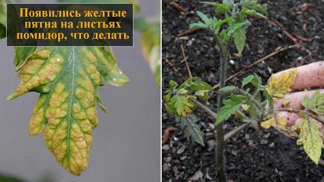 Желтые пятна на листьях помидор Желтые пятна на листьях помидор