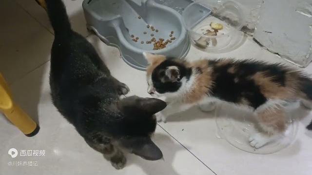 猫咪的小日常 猫咪的小日常