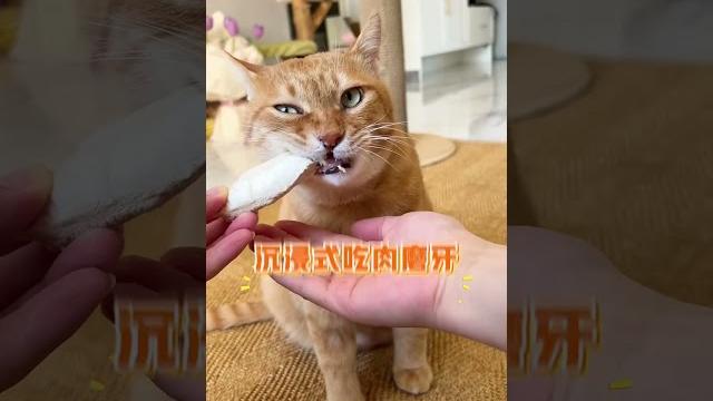 【#猫咪叫不苦】妈妈我要吃鸡小胸!吃,吃大块的!! #万物可爱计划 #它真的好像个小宝宝 【#猫咪叫不苦】妈妈我要吃鸡小胸!吃,吃大块的!! #万物可爱计划 #它真的好像个小宝宝