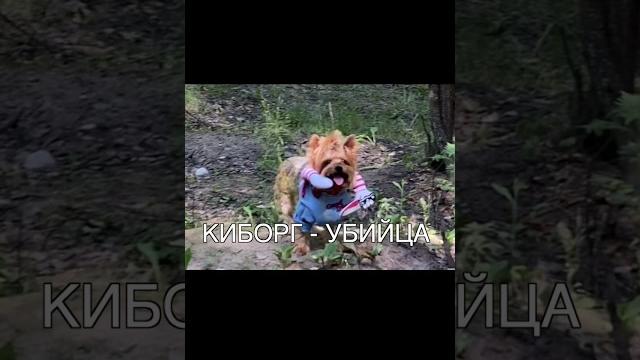 Мики пики | злой пёс #youtubeshorts #tiktok #рек #video #популярное #вайны #юмор #youtubeshorts Мики пики | злой пёс #youtubeshorts #tiktok #рек #video #популярное #вайны #юмор #youtubeshorts
