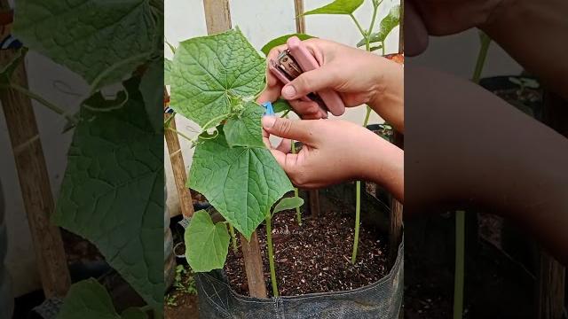Menanam dan merawat timun di planterbag Menanam dan merawat timun di planterbag