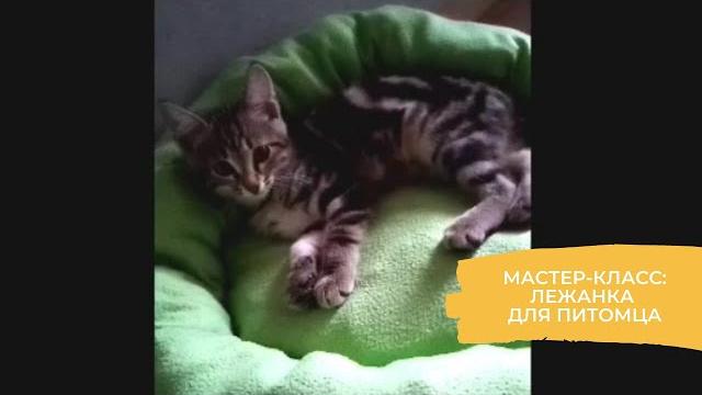 Мастер-класс: лежанка для питомца Мастер-класс: лежанка для питомца