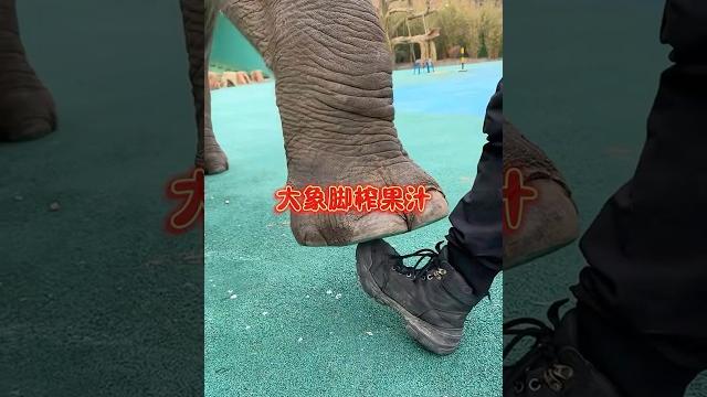 大象用腳踩出來的食物會更好吃嘛 大象用腳踩出來的食物會更好吃嘛