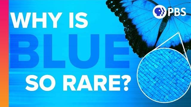 Why is blue so rare in nature? Why is blue so rare in nature?